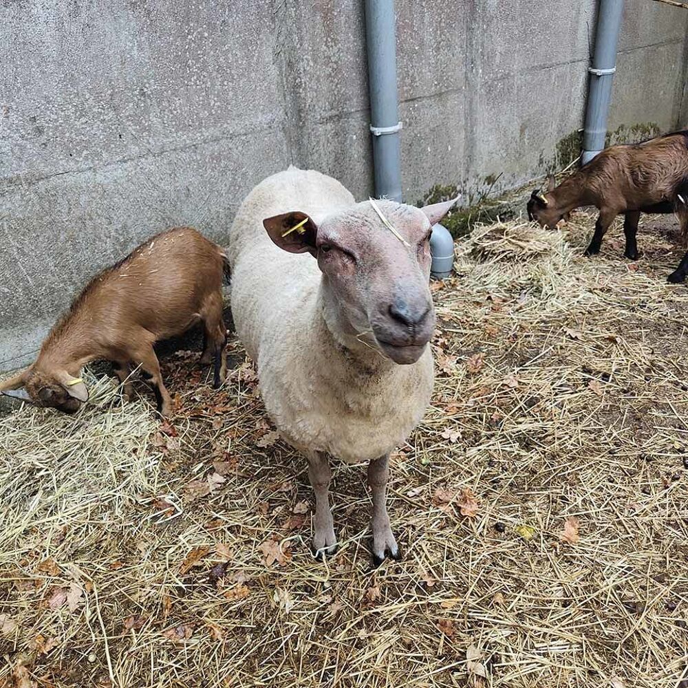   KIRI, adorable mouton rouge de l'ouest  l'adoption 