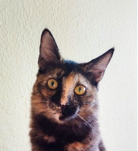 MEIGA 230 27620 Gasny