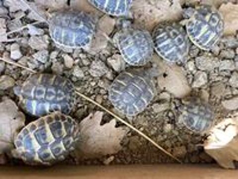   BB Tortues 