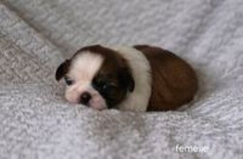   A réserver magnifiques chiots shih tzu lof 