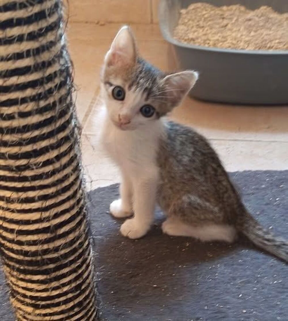   Chat KUZKO à l adoption 