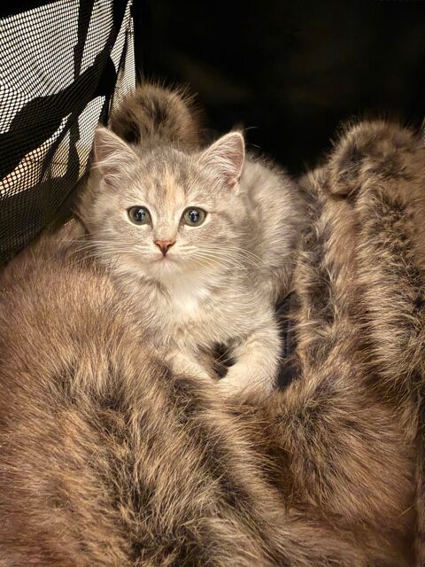 Chaton british shortair 800 77700 Chessy