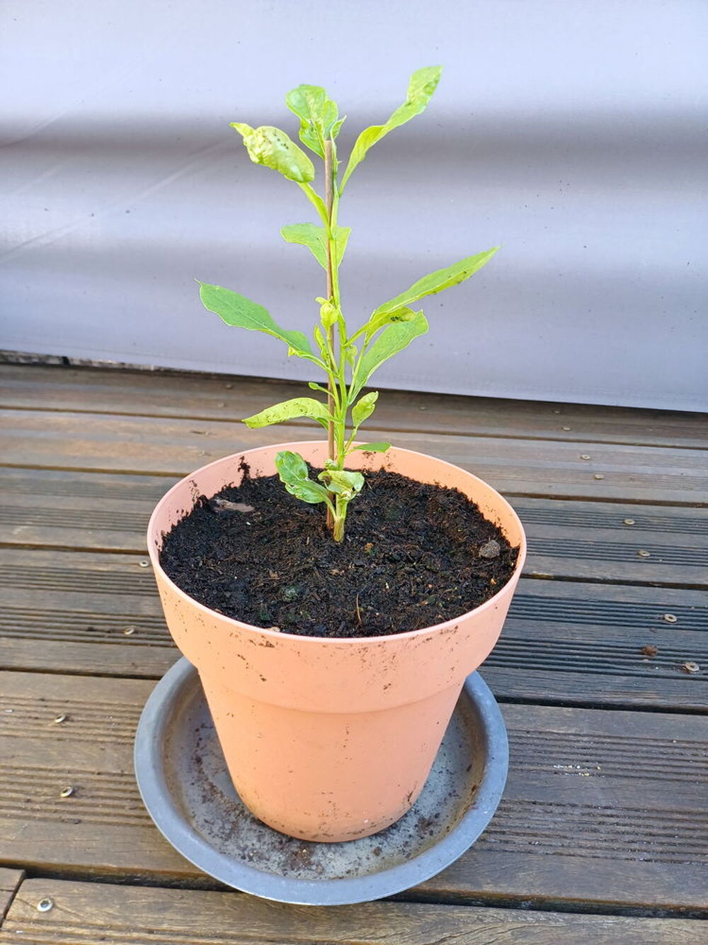 Adorable BAOBAB hauteur 40cm Jardin