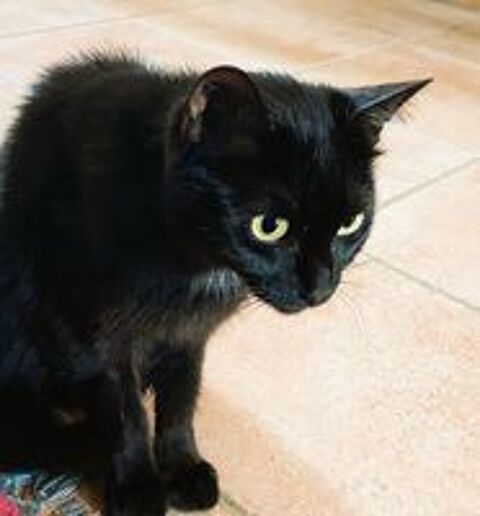   Ava jeune chatte noire 10 mois calme gentille a adopter 