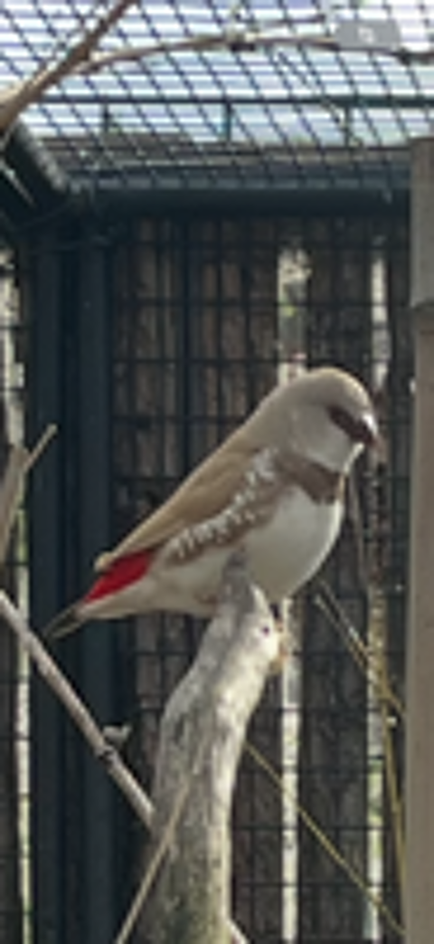   Diamant  gouttelettes mle avec cage 