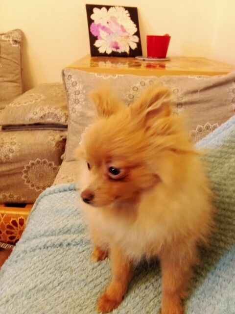 Spitz nain  800 77000 Melun