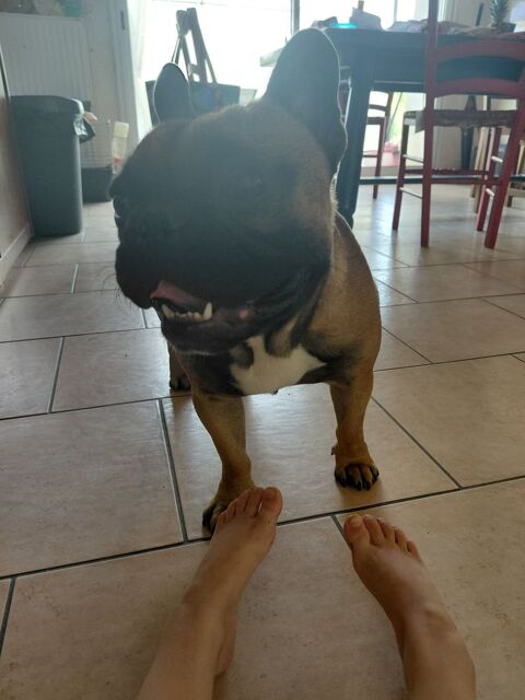 Bouldogue Fran&ccedil;ais 600 44650 Legé