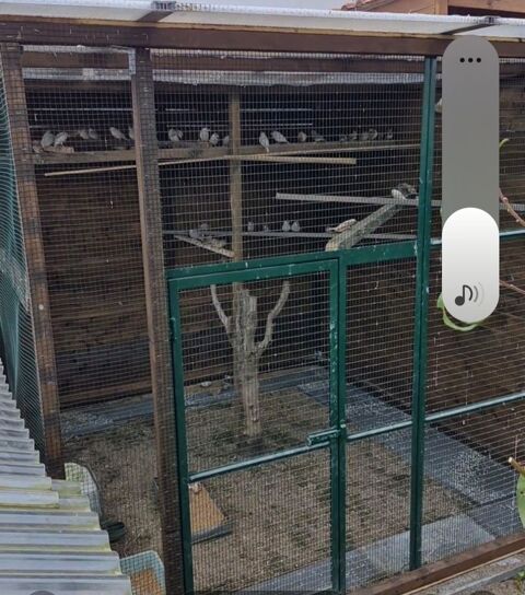 Perruche 0 93370 Montfermeil