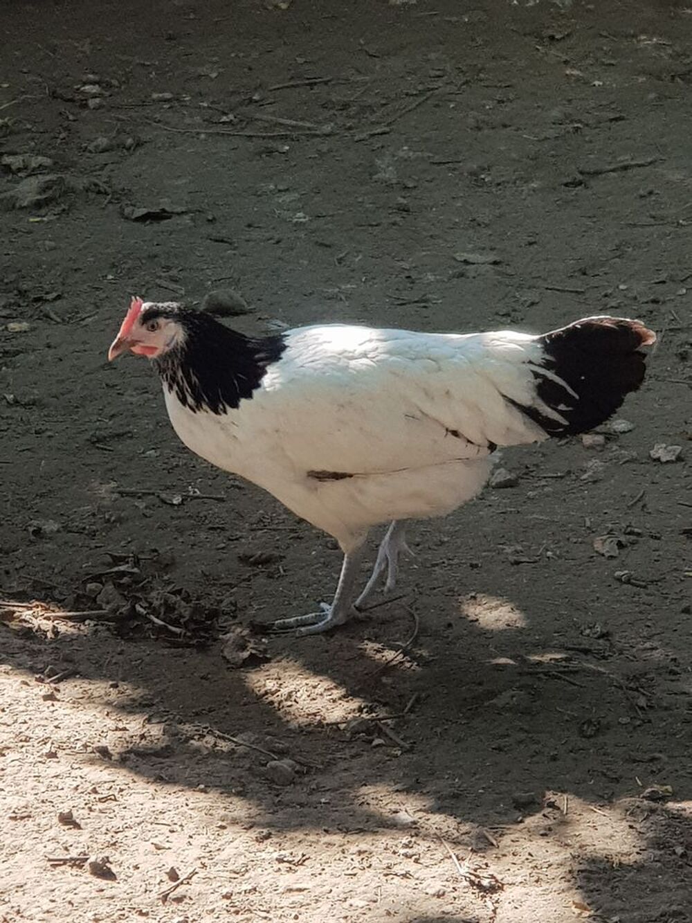   Poules lakenvelder pondeuses 