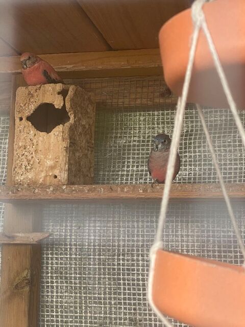 Couple de bourke , turquoisine 30 53230 Coss-le-vivien