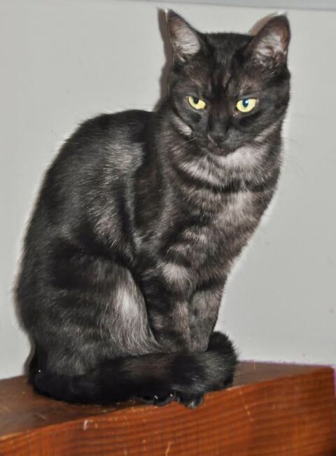 Chat SAMENTA à l adoption 200 26000 Valence