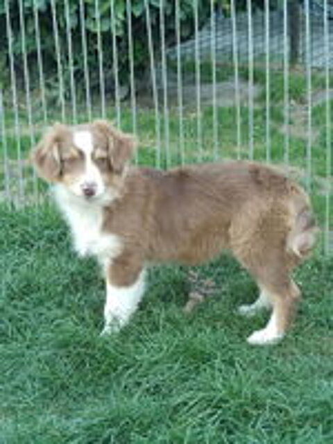   chiots berger australien 
