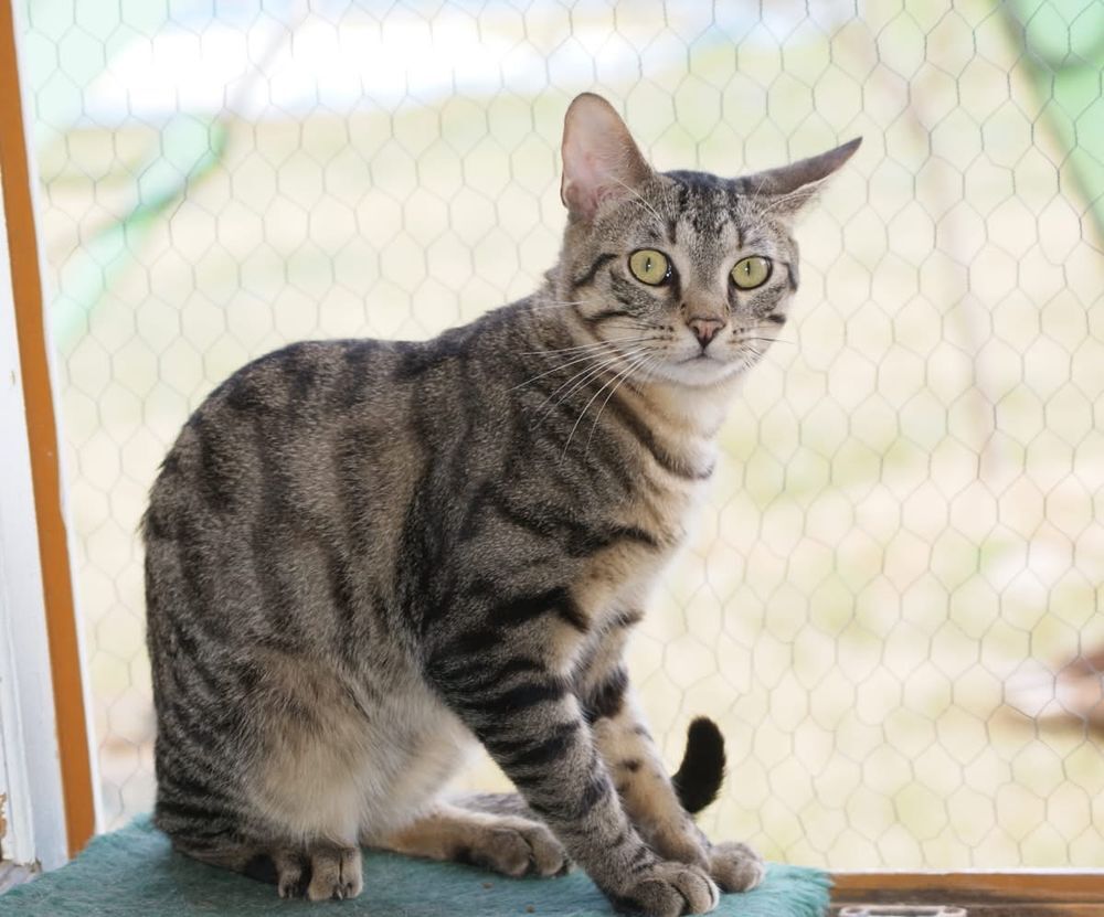   Luciol, chat tigré à adopter 