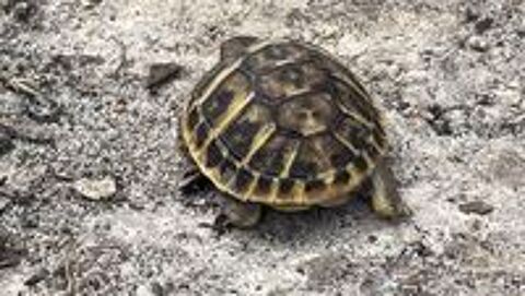   Tortue de terre  