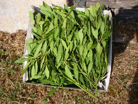 LAURIER SAUCE EN FEUILLES 5 Bellenaves (03)