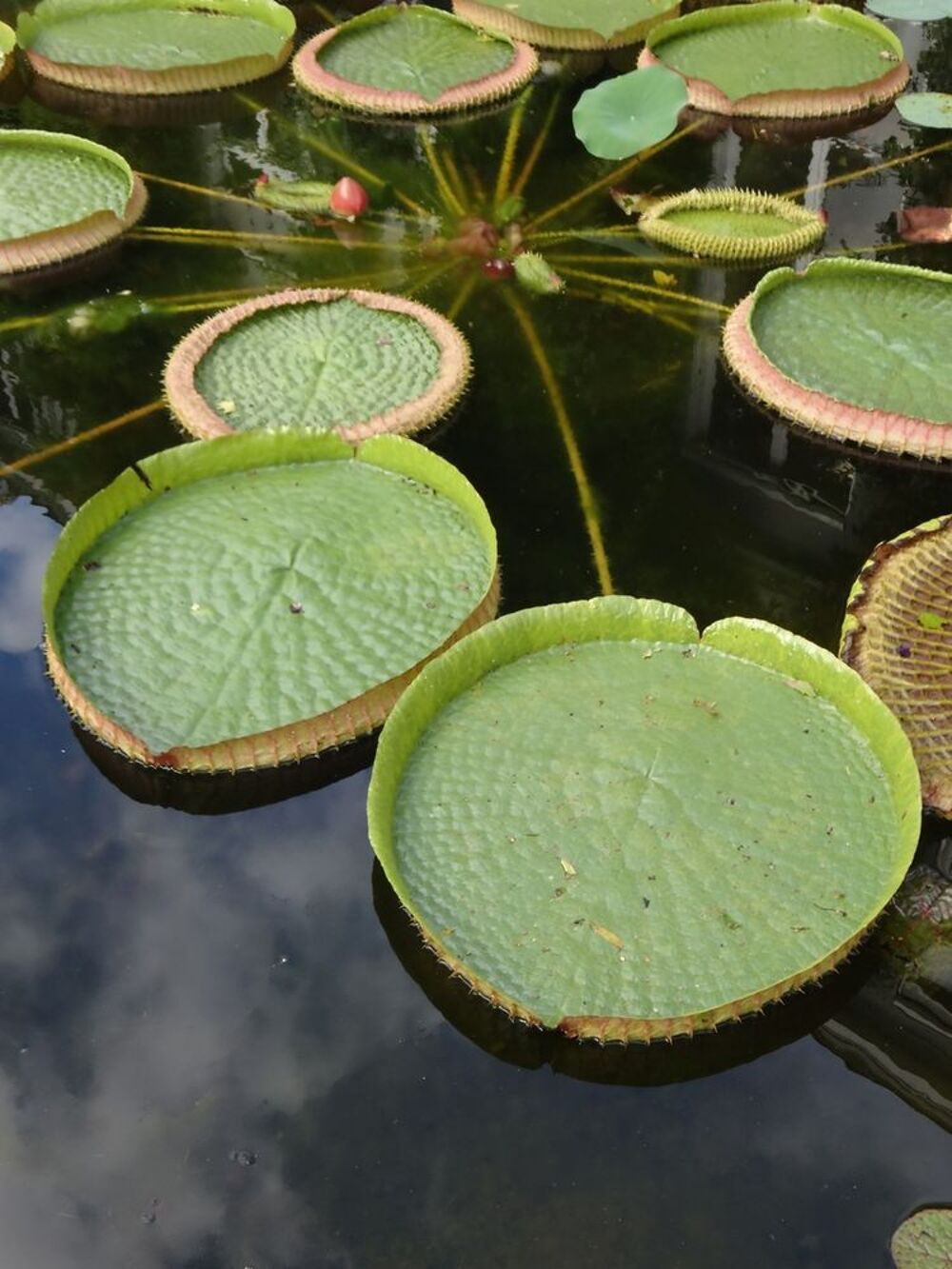   Services d'entretien et d'aménagement paysager, jardinage 