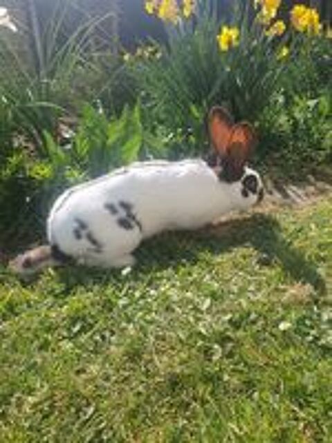   lapins papillons franais 
