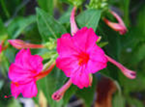 JOLI FLEUR BELLE DE NUIT 3 Saint-Orens-de-Gameville (31)