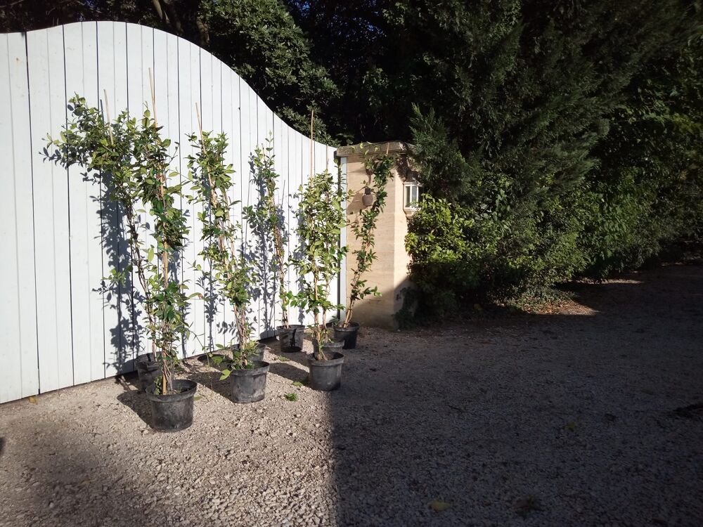 Jasmin des 4 Saisons &agrave; floraison blanche en container ?? Jardin
