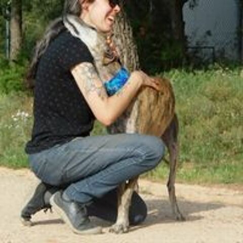   Kenia, galga bringée très câline  