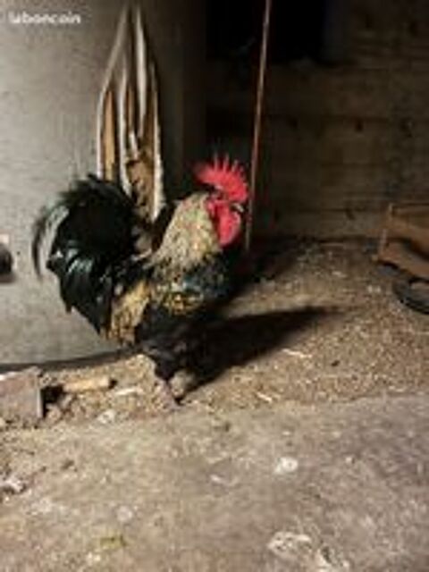   Coq Marans et Coq Araucana x Marans 