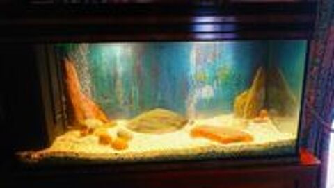   Grand Aquarium 200 L + TRES COMPLET - PRET USAGE  
