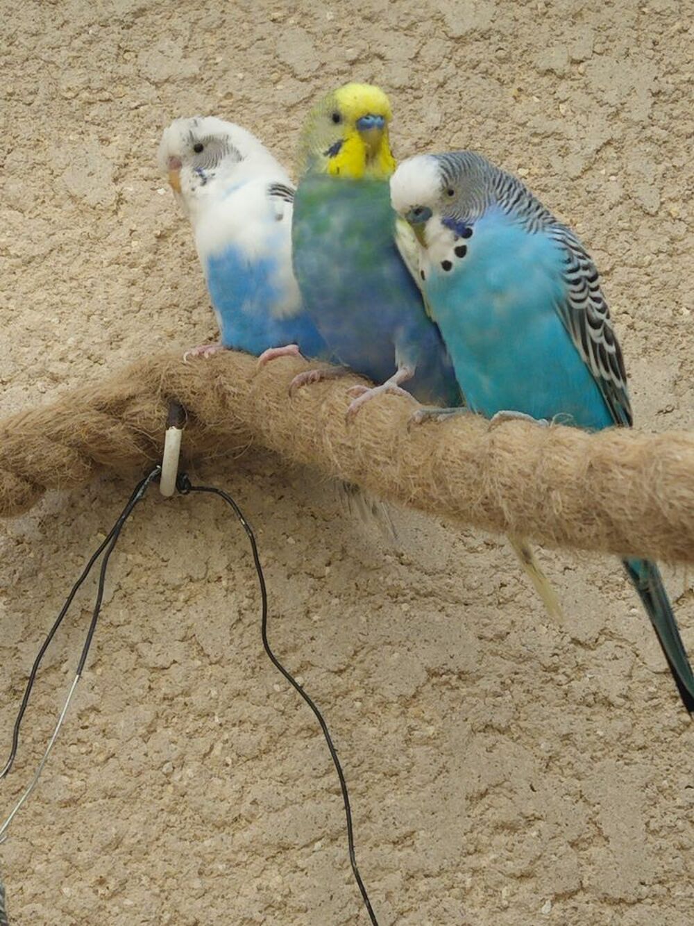   Perruches ondulées  