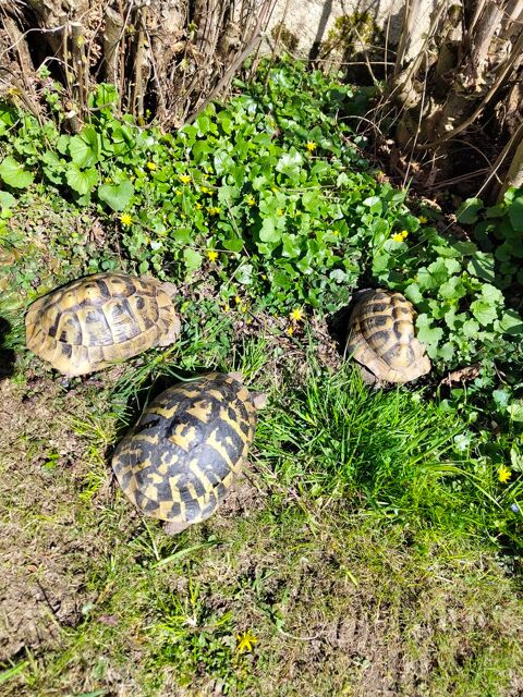 Tortues Graeca Ibera et Marginata Juveniles et adultes.
Misery-courtion, suisse