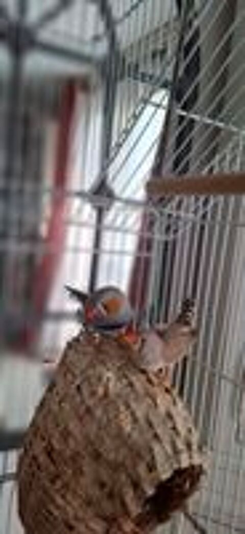   Don de diamants mandarins  