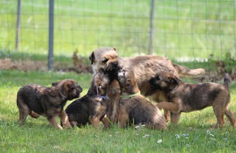 Type  Border terrier fauve 600 17770 Brizambourg