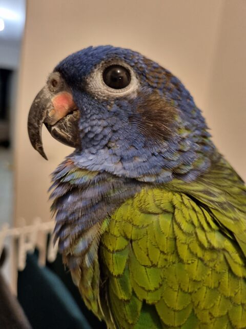 Perroquet pionus 300 21000 Dijon