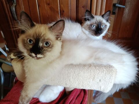 Chaton siamois 590 67150 Uttenheim