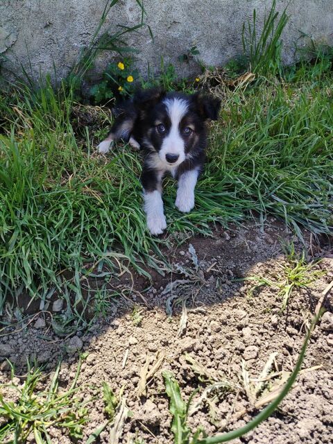 Chiot border collie 0 42630 R�gny