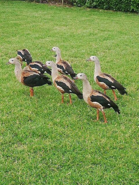 Mâle Ouette de l'Orénoque 70 44110 Chteaubriant