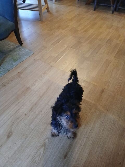 Yorkshire pr&ecirc;ts &agrave; l adoption 750 29000 Quimper