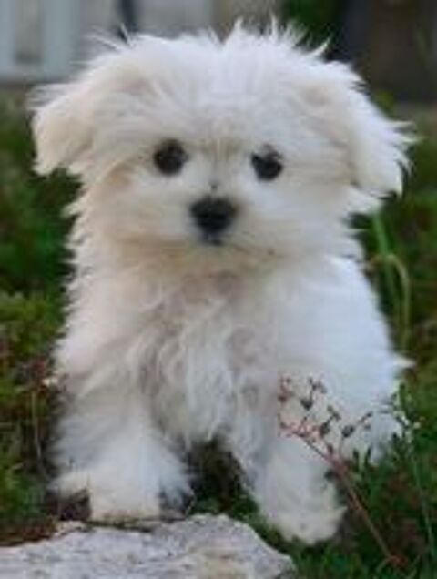   Adorable femelle bichon maltais miniature 