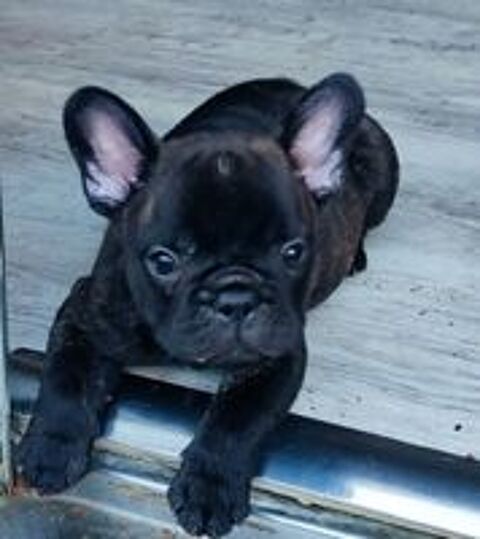   Superbe Mignons chiots bouledogue français  