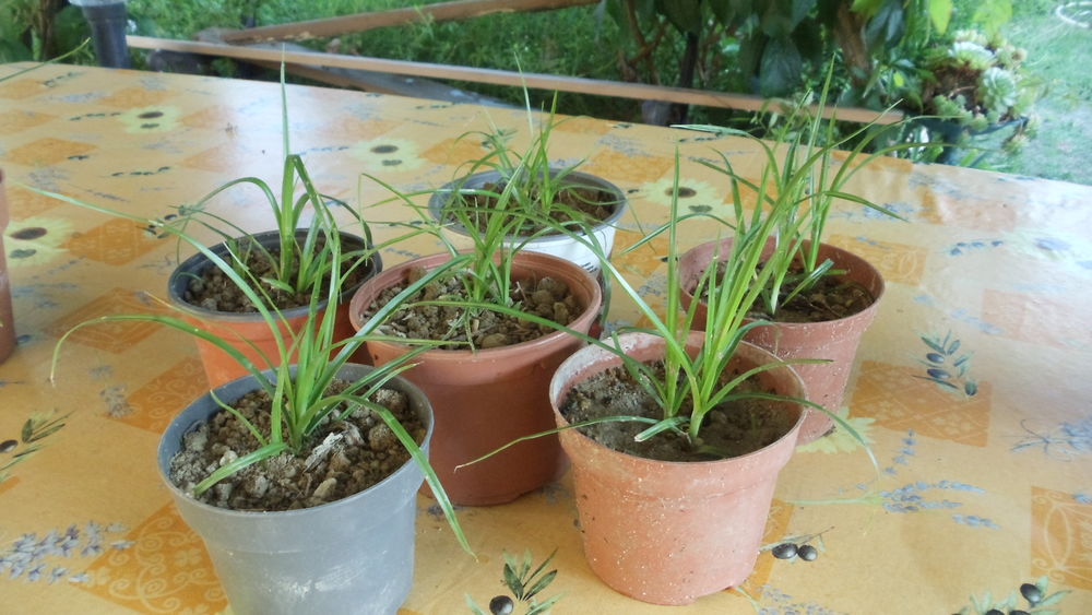 Papyrus Jardin