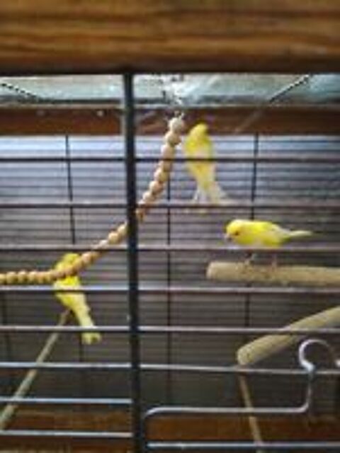   Jeune canaris  