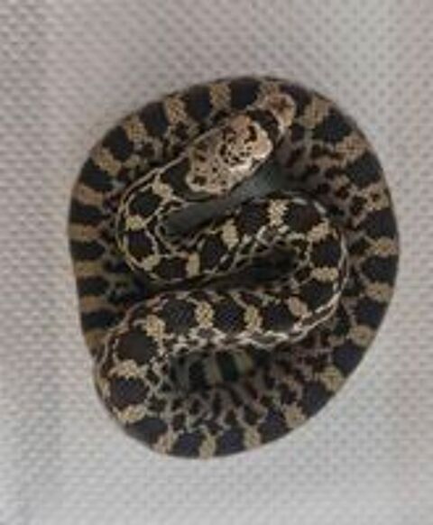   Pituophis catenifer  