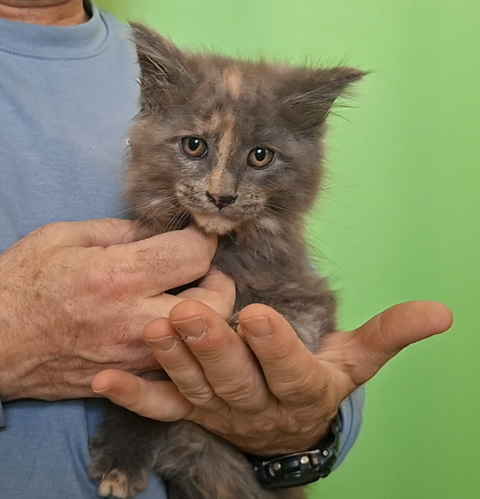 chaton femelle Maine Coon LOOF  850 83000 Toulon