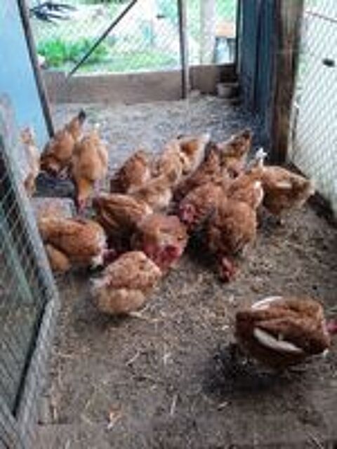   poules pondeuse 