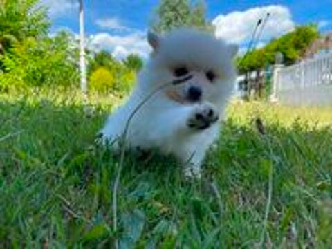   Superbes chiots spitzs Mâles et femelles 