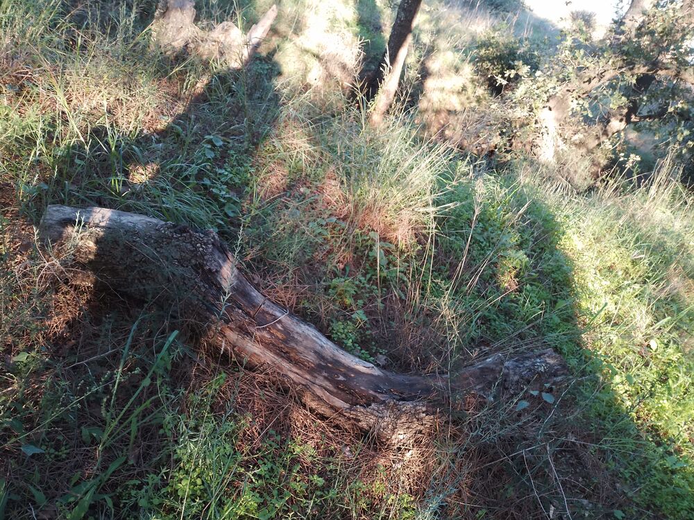 bois pour feux Jardin