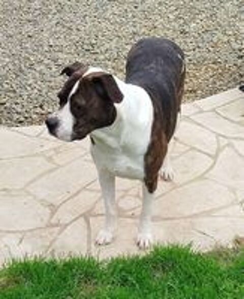   Ruby, croisée bulldog américain à adopter 