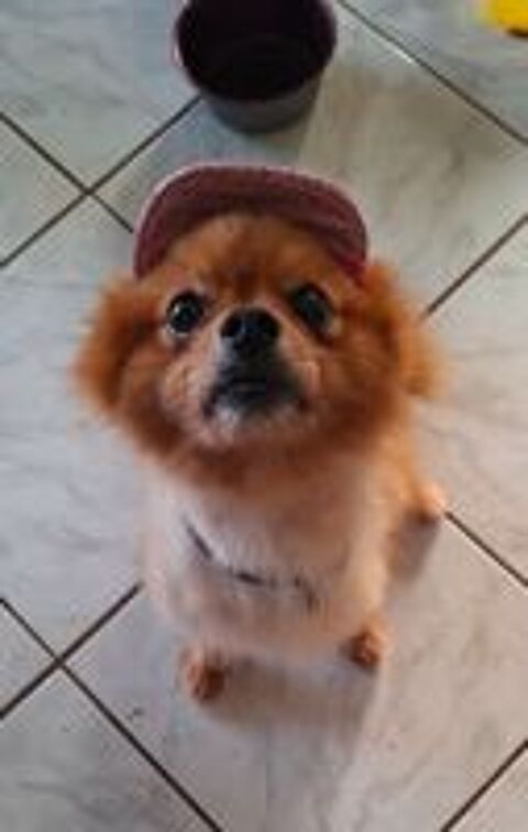   TILOU, un super petit chien 