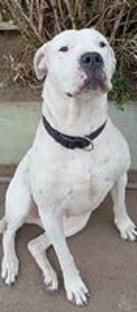   Saillie Dogue Argentin  