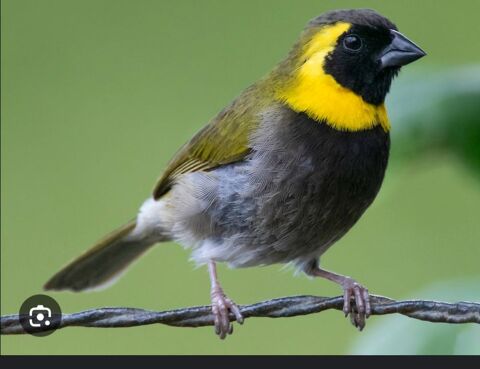 Male chanteur de cuba 25 17000 La rochelle