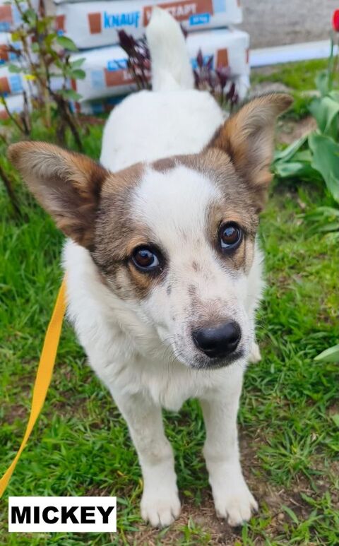 MICKEY SE TROUVE DANS UN REFUGE EN UKRAINE 0 75018 Paris