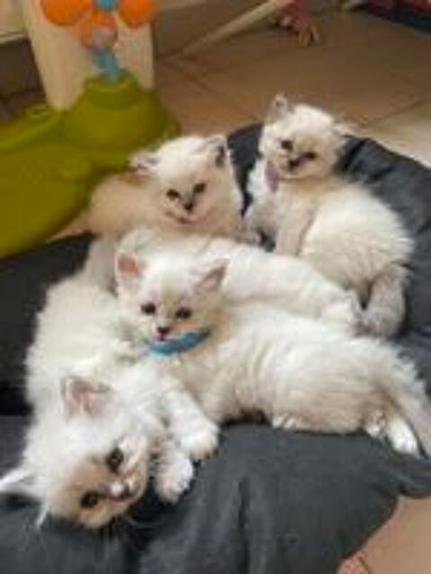   Chaton sacré Birmanie  